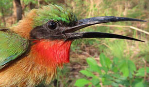 Red-throated Bee-eater