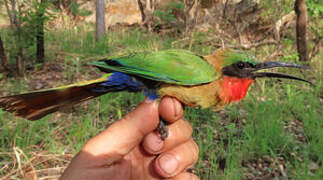 Red-throated Bee-eater