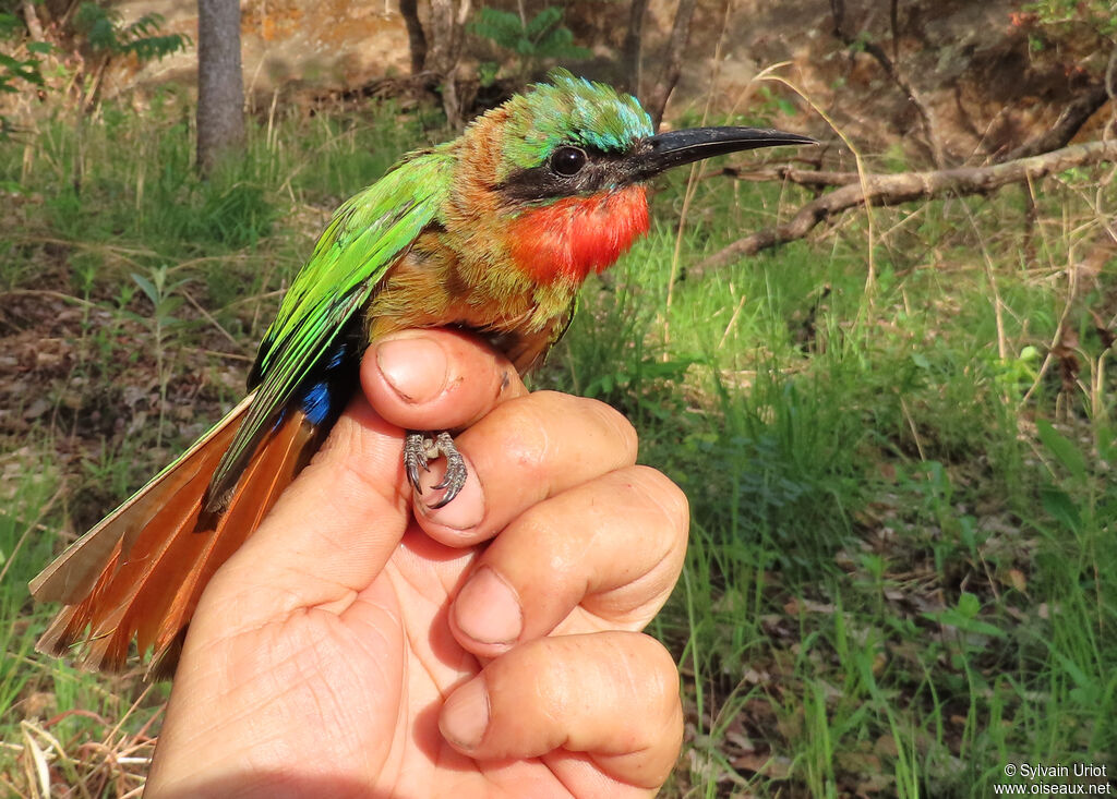 Red-throated Bee-eateradult