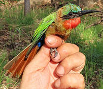 Red-throated Bee-eater