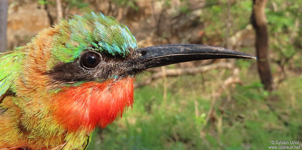 Red-throated Bee-eateradult