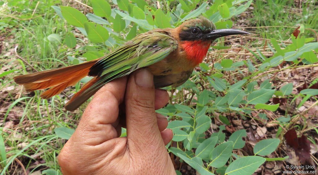 Red-throated Bee-eateradult