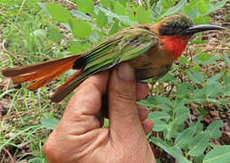 Red-throated Bee-eater