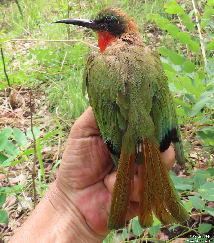 Red-throated Bee-eateradult
