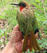 Red-throated Bee-eater