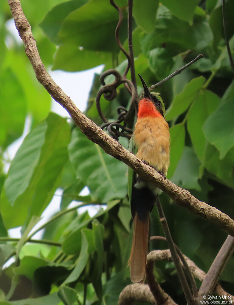 Red-throated Bee-eateradult