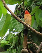 Red-throated Bee-eater