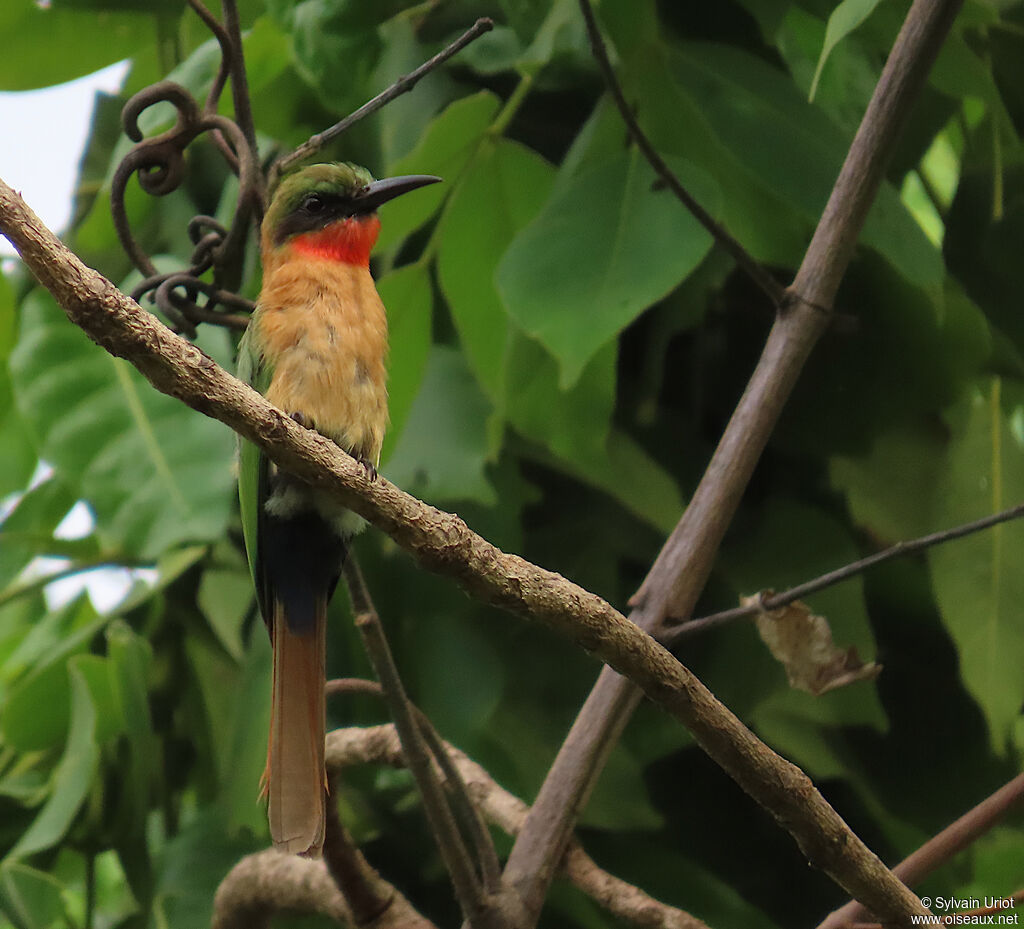 Red-throated Bee-eateradult