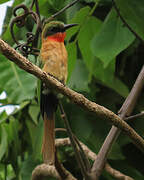 Red-throated Bee-eater