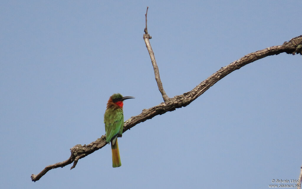 Red-throated Bee-eateradult
