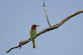 Red-throated Bee-eater