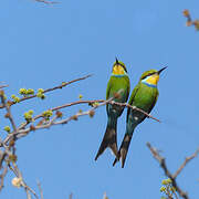 Swallow-tailed Bee-eater