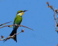 Swallow-tailed Bee-eater