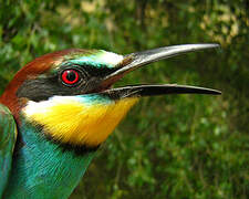 European Bee-eater