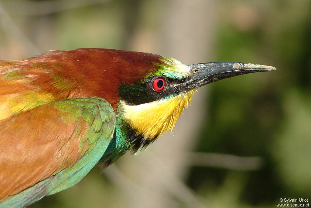 European Bee-eater male adult, close-up portrait