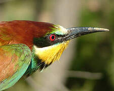 European Bee-eater