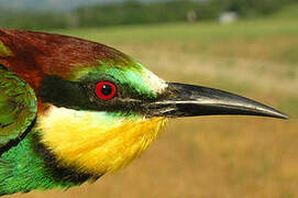 European Bee-eater