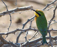 Little Bee-eater