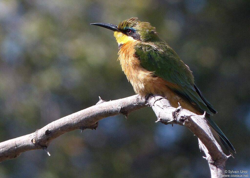 Little Bee-eater