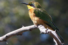 Little Bee-eater