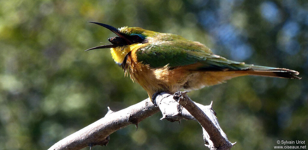 Little Bee-eater