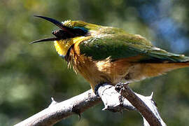 Little Bee-eater