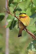 Little Bee-eater