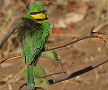 Little Bee-eater