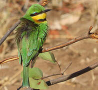 Little Bee-eater