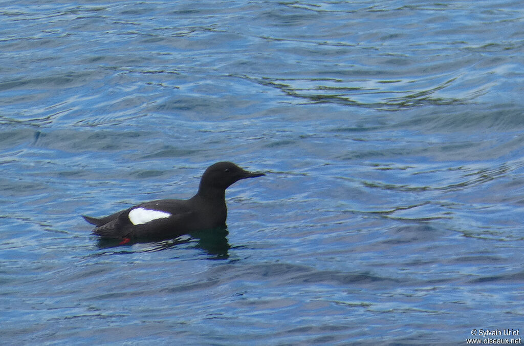 Guillemot à miroiradulte