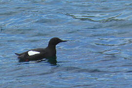 Guillemot à miroir