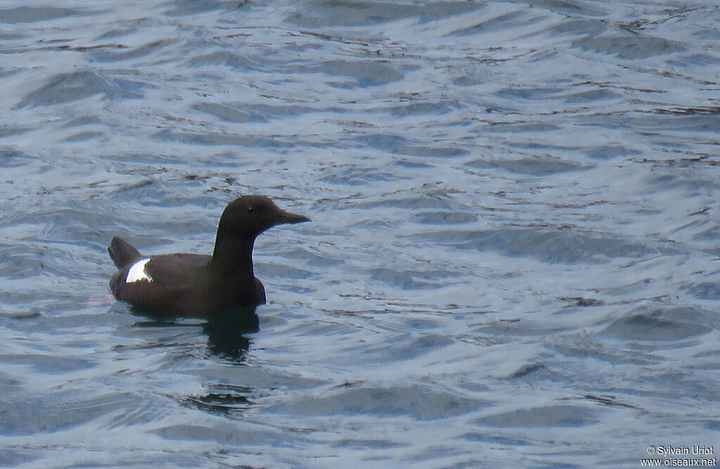 Guillemot à miroiradulte