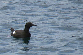 Guillemot à miroir