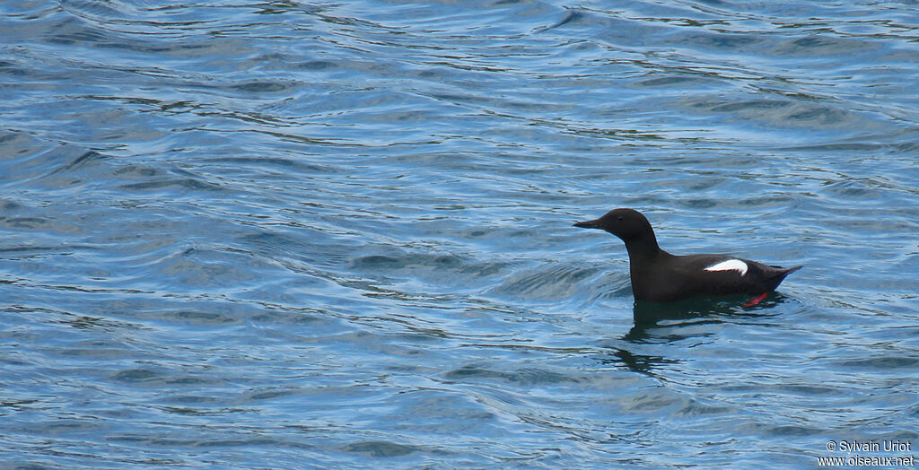 Black Guillemotadult