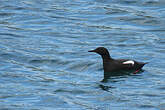 Guillemot à miroir