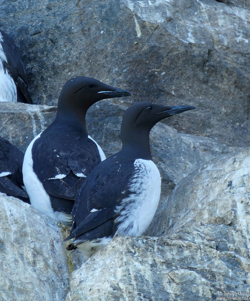 Guillemot de Brünnichadulte