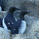 Guillemot de Brünnich