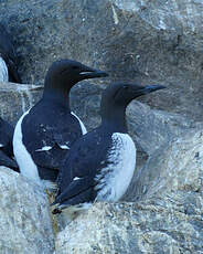 Guillemot de Brünnich