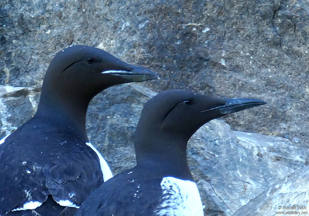 Guillemot de Brünnichadulte