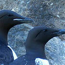 Guillemot de Brünnich