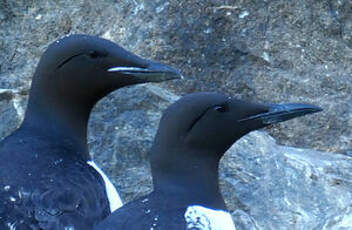 Guillemot de Brünnich