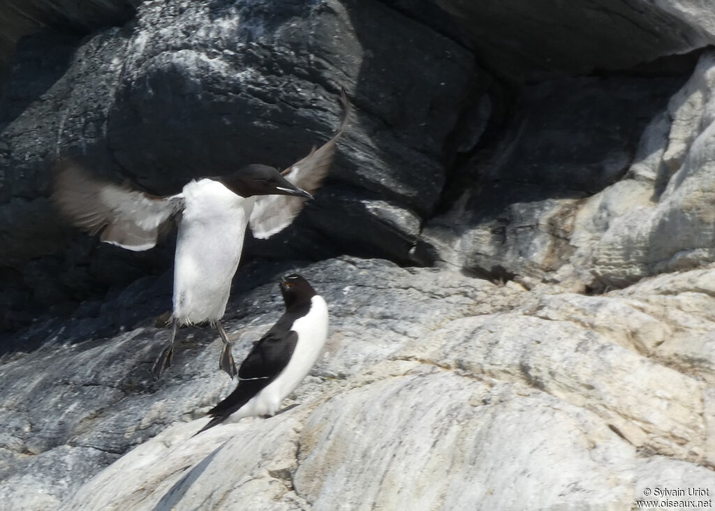 Guillemot de Brünnichadulte