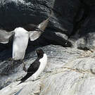 Guillemot de Brünnich