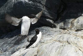 Guillemot de Brünnich