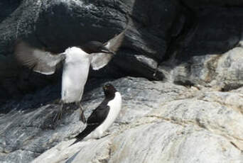 Guillemot de Brünnich