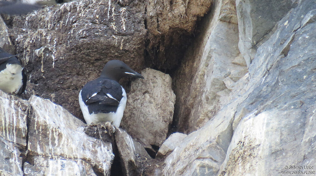 Guillemot de Brünnichadulte