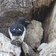 Thick-billed Murre