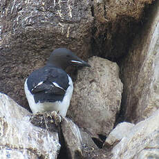 Guillemot de Brünnich