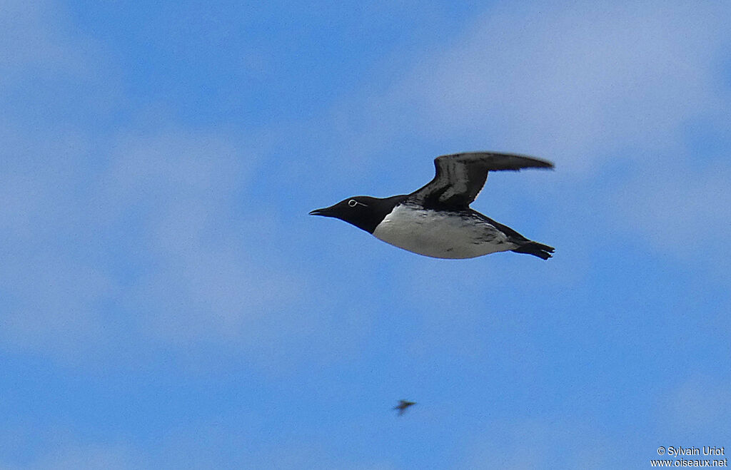 Guillemot de Troïladulte