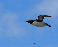 Common Murre